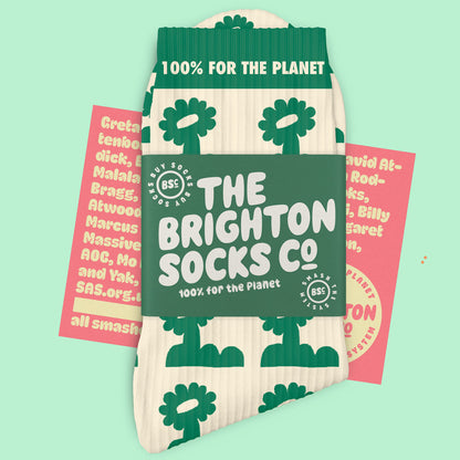 Where it all started - Brighton Socks Co. Plants